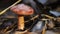 Mushroom red Chroogomphus rutilus close up on the stump