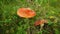 Mushroom red fly agaric Amanita muscaria in natural environment in the forest in the grass