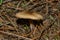 Mushroom Rhodocollybia butyracea. Old fungus Rhodocollybia butyracea in a pine forest. Mushroom closeup.