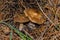 Mushroom Rhodocollybia butyracea. Two fungi Rhodocollybia butyracea grow in a coniferous forest. Mushrooms close up.