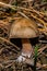 Mushroom Rhodocollybia butyracea. The young fungus Rhodocollybia butyracea grows in a coniferous forest.