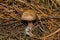 Mushroom Rhodocollybia butyracea. Young fungus Rhodocollybia butyracea in a pine forest. Young mushroom closeup.