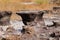 Mushroom rocks in Thailand Pha Taem national park