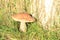 Mushroom - rough-stemmed bolete