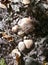 mushroom row close-up