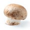 Mushroom. royal champignon
