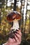 Mushroom in ruci