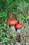 Mushroom a russula