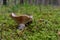 Mushroom Russula Acrifolia in a forest glade.