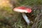 Mushroom russula, with a red cap in the forest, with sunlight.
