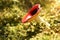 Mushroom russula, with a red cap in the forest, with sunlight.