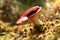 Mushroom russula, with a red cap in the forest, with sunlight.