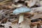 Mushroom Russula virescens