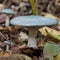 Mushroom Russula virescens