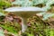 Mushroom Russula virescens