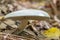 Mushroom Russula virescens