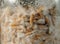 Mushroom`s mycelium close-up,  mycelium on grain. Growing and cultivating organic Psilocybe Cubensis mushrooms, natural vegan food