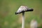 Mushroom, scaly ink agaric Coprinus comatus with light green background