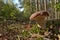 Mushroom season in the forest.