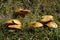 Mushroom season in Spain