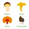 Mushroom set - bolete, reishi, chanterelle, morel. Cartoon flat style. Vector