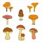 mushroom set boletus, chanterelles, camelina, honey agarics, russula, morel. Vector illustration for printing, backgrounds,