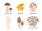 Mushroom set of vector illustrations in flat design isolated on white background. Cep, chanterelle, honey agaric, enoki