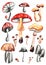 Mushroom set of watercolor illustrations. White mushroom, chanterelles, honey agarics