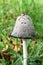 Mushroom Shaggy Ink Cap