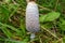 Mushroom Shaggy ink cap in nature close up