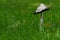 Mushroom, shaggy mane, Coprinus comatus, right in the green grass