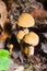 Mushroom shaggy scalycap, Pholiota squarrosa, macro, selective focus