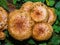 Mushroom shaggy scalycap or Pholiota squarrosa macro, selective focus, shallow DOF