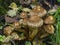 Mushroom shaggy scalycap or Pholiota squarrosa, macro, selective focus, shallow DOF