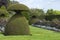 Mushroom shaped topiary plants in an english garden