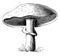 Mushroom Showing Convex Pileus vintage illustration