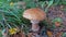 Mushroom similar to fly agaric, but brown Amanita rubescens also known as blusher