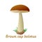 Mushroom single object