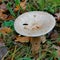 Mushroom with small slug