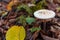 Mushroom species lepiota