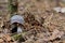 Mushroom sprouts from forest soil