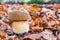 Mushroom squirrel bread with leaves in fall