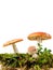 Mushroom still life with amanita muscaria