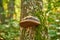 Mushroom stump, amadouvier on a trunk
