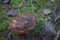 A mushroom stump in the grass