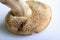 Mushroom Suillus bovinus Jersey cow bovine bolete on a white background. Bottom part, pore surface close-up. Horizontal