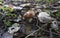 Mushroom Suillus grow in wood. Fresh mushrooms growing in forest