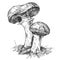 Mushroom suillus growing in wildlife. Vintage vector monochrome hatching illustration isolated