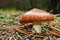 Mushroom suillus luteus