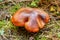 Mushroom suillus luteus